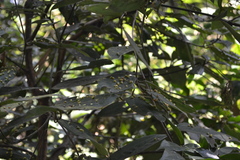 Cinnamomum sulphuratum